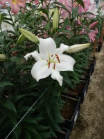 [5166 Zambesi MakTL No01.JPG]